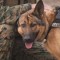 Military Working Dog Show for Youth